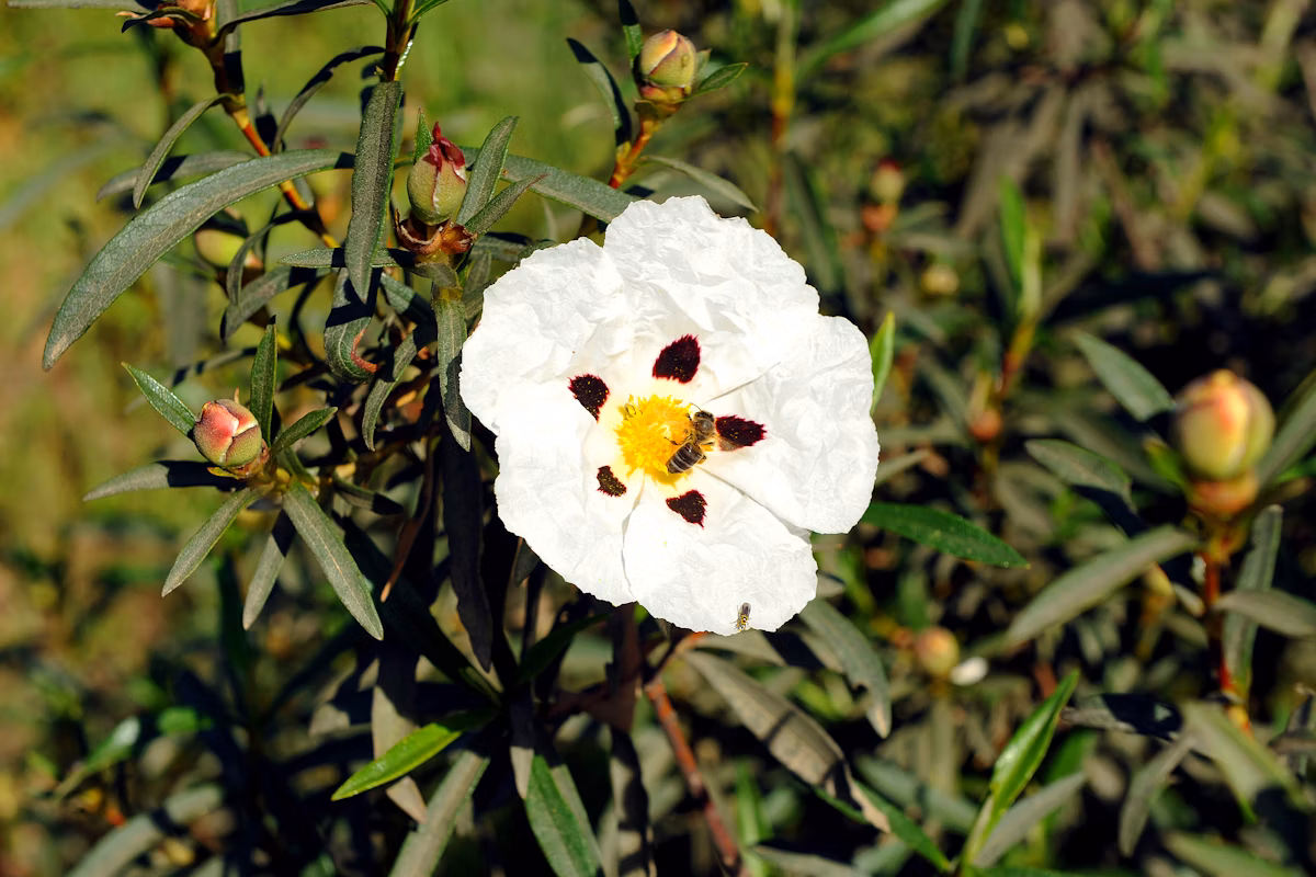 Labdanum Absolute SIGNature Givaudan